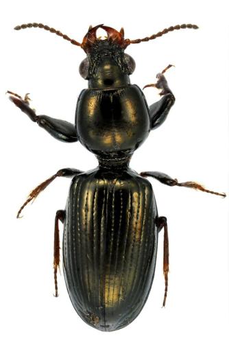 Dyschirius nitidus